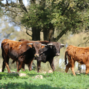 CÂU CHUYỆN VỀ DA